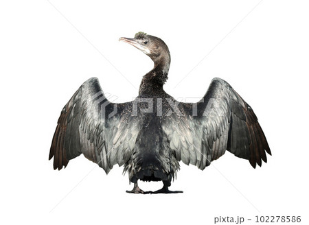 Little cormorant or Javanese cormorant spread wings isolated on white background. 102278586