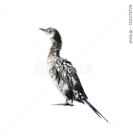 Little cormorant or Javanese cormorant with wet feathers isolated on white background 102278726