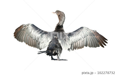 Little cormorant or Javanese cormorant spread wings isolated on white background. 102278732