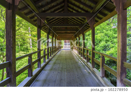 東福寺　偃月橋　新緑の季節（京都市東山区） 102278950