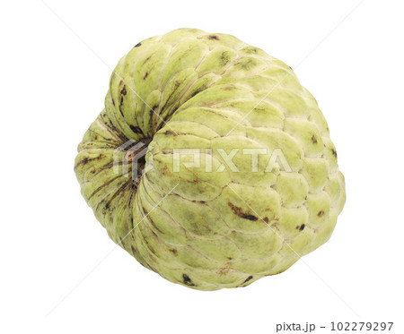 Custard apple or sugar apple isolated on white background Custard apple or sugar apple isolated on white background 102279297