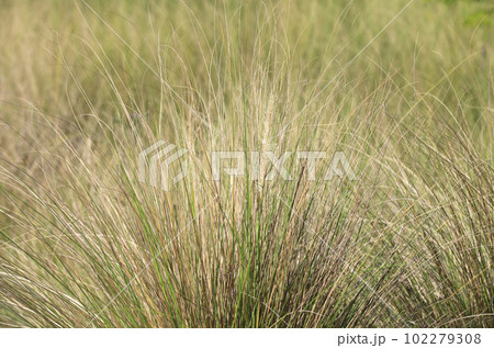 Brown wild grass background Brown wild grass background 102279308