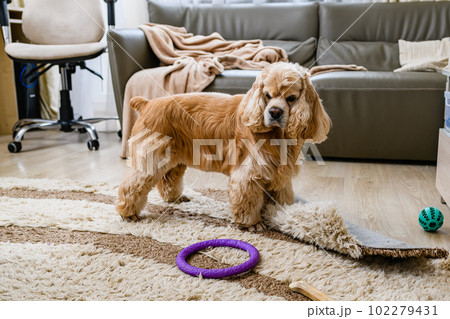 An American Cocker Spaniel is mischievous in the living room. 102279431