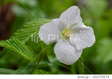 シロヤマブキ(白山吹) シロヤマブキ(白山吹) 102279574