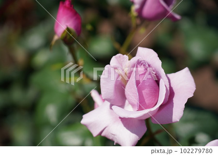 鶴舞公園のすっごく綺麗な薔薇 102279780