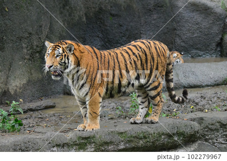水場で警戒するアムールトラの子（1歳半） 102279967