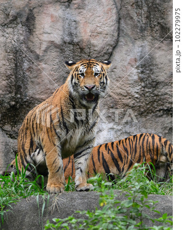 なかよしアムールトラの兄弟（1歳半） 102279975