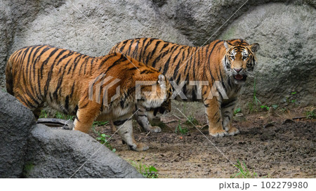 なかよしアムールトラの兄弟（1歳半） 102279980