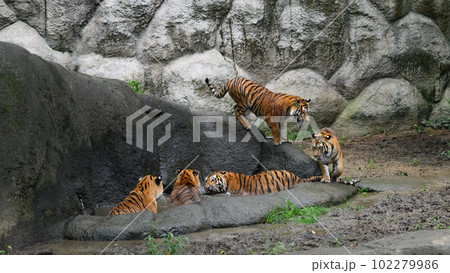 水場に集うアムールトラの親子 水場に集うアムールトラの親子 102279986