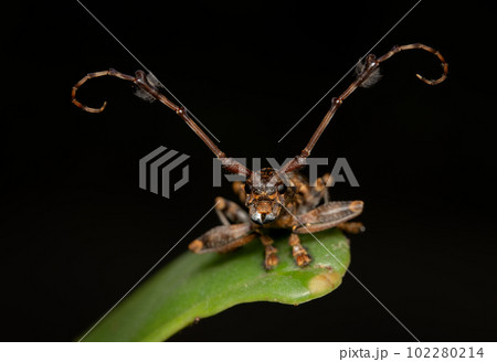 Flat Faced Longhorn Beetle Flat Faced Longhorn Beetle 102280214