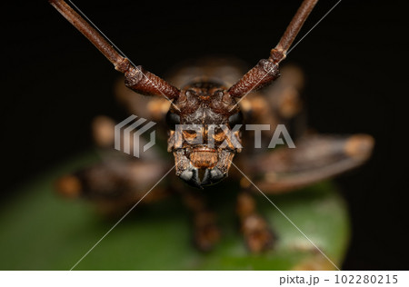 Flat Faced Longhorn Beetle Flat Faced Longhorn Beetle 102280215