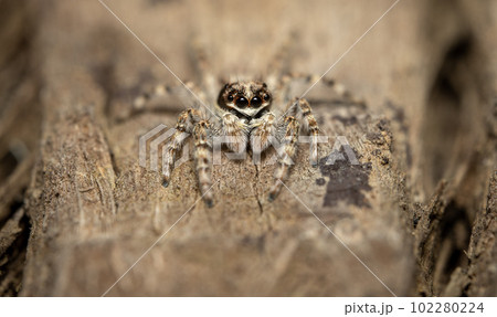 Jumping Spider on a Tree 102280224
