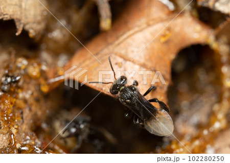 Stingless Bee on a Dead Leaf Stingless Bee on a Dead Leaf 102280250