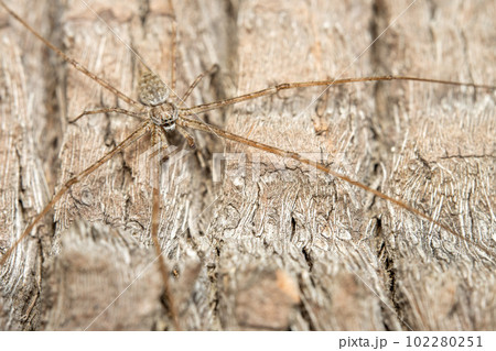 Two Tailed Spider Two Tailed Spider 102280251