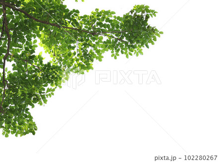 Green leaves with branch isolated on white background. Green leaves with branch isolated on white background. 102280267