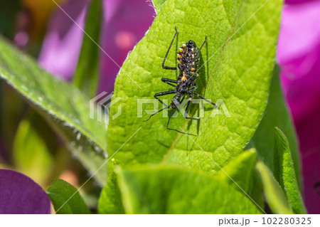 シマサシガメ幼虫 102280325
