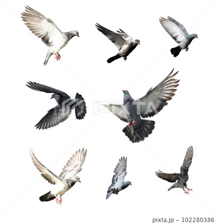 Set of flying pigeon in action isolated on white background. Grey pigeon in flight isolated. Front view of a dove flying isolated. 102280386