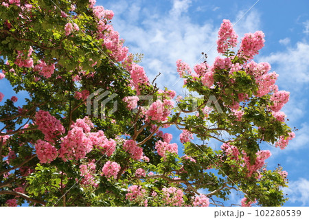 夏から秋にかけて花を楽しめるサルスベリー八 102280539