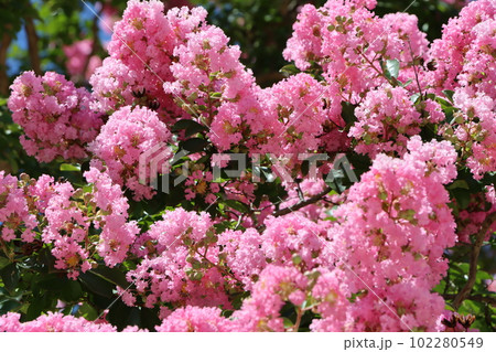 ❤️ さるすべりー様❤️ 8/15/2022サルスベリ（百日紅、猿滑、紫薇、Crape myrtle