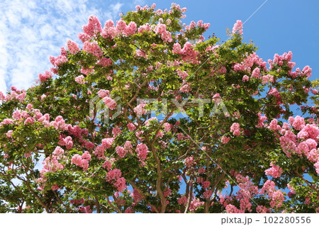 夏から秋にかけて花を楽しめるサルスベリー弐 夏から秋にかけて花を楽しめるサルスベリー弐 102280556