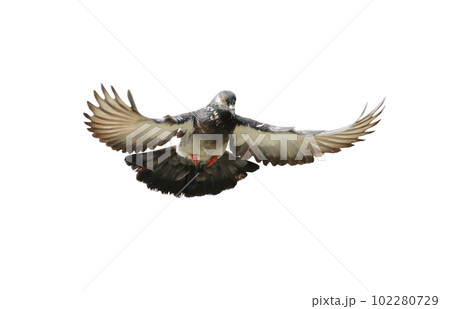 Flying pigeon in action isolated on white background. Grey pigeon in flight isolated. Front view of a dove flying isolated. 102280729