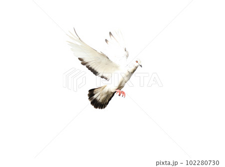 Flying pigeon in action isolated on white background. Grey pigeon in flight isolated. Front view of a dove flying isolated. 102280730