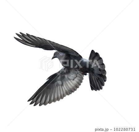 Flying pigeon in action isolated on white background. Grey pigeon in flight isolated. Uprisen view of a dove flying isolated. 102280731