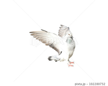 Flying pigeon in action isolated on white background. Grey pigeon in flight isolated. Front view of a dove flying isolated. Flying pigeon in action isolated on white background. Grey pigeon in flight isolated. Front view of a dove flying isolated. 102280732