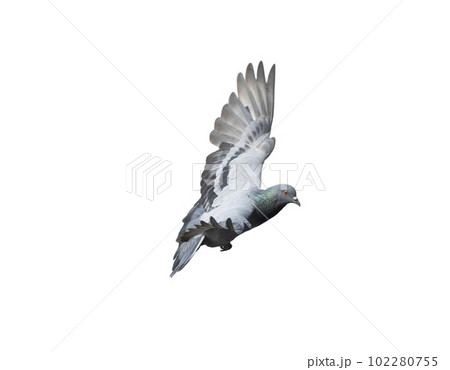Flying pigeon in action isolated on white background. Grey pigeon in flight isolated. Side view of a dove flying isolated. 102280755