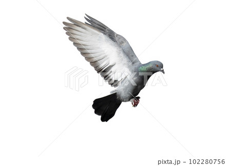 Flying pigeon in action isolated on white background. Grey pigeon in flight isolated. Side view of a dove flying isolated. 102280756