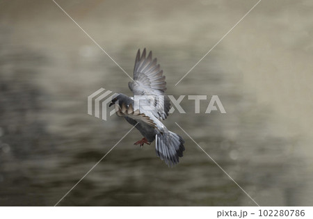 Motion blur of flying pigeon in action. Grey pigeon in flight. Side view of a dove flying. 102280786