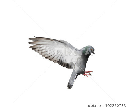 Flying pigeon in action isolated on white background. Grey pigeon in flight isolated. Side view of a dove flying isolated. Flying pigeon in action isolated on white background. Grey pigeon in flight isolated. Side view of a dove flying isolated. 102280788