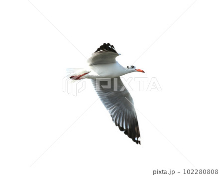 Seagull in flight isolated on white background 102280808