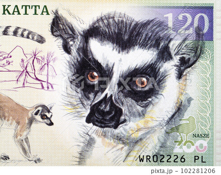 Ring-tailed lemur a portrait from money 102281206