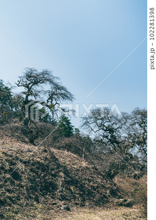 小野のしだれ栗【しだれ栗森林公園】 小野のしだれ栗【しだれ栗森林公園】 102281398