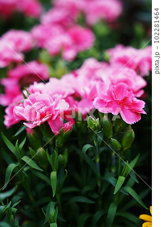 carnation 102281464