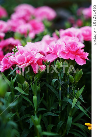 carnation 102281465