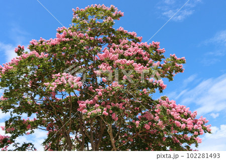 百日間花が咲いているのでついた名前が百日紅ー六 百日間花が咲いているのでついた名前が百日紅ー六 102281493