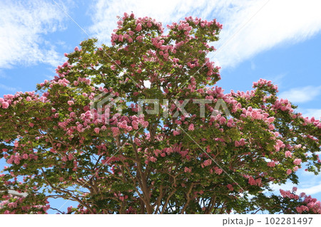 百日間花が咲いているのでついた名前が百日紅ー四 102281497