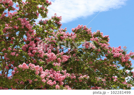 百日間花が咲いているのでついた名前が百日紅ー弐 百日間花が咲いているのでついた名前が百日紅ー弐 102281499
