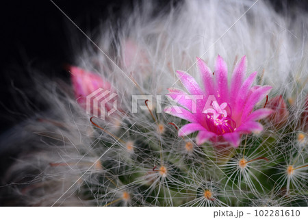 Mammillaria bocasana v. roseiflora is a cultivar of Mammillaria bocasanaselected specifically for its pink or rich rose-colored flowers 102281610