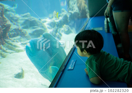 美ら海水族館でナポレオンフィッシュとお話しする子供 102282320