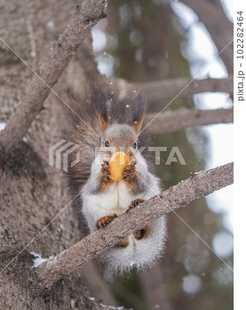 The squirrel with nut sits on tree in the winter or late autumn The squirrel with nut sits on tree in the winter or late autumn 102282464