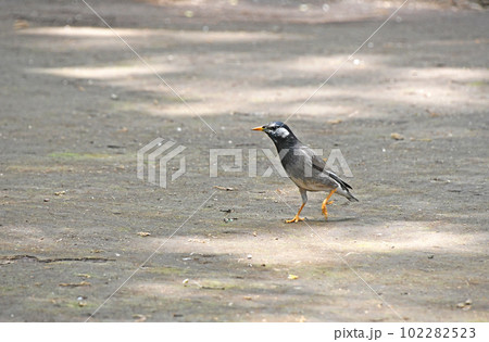 春から夏の暖かい時期、繁殖期で忙しいムクドリ(椋鳥) 春から夏の暖かい時期、繁殖期で忙しいムクドリ(椋鳥) 102282523