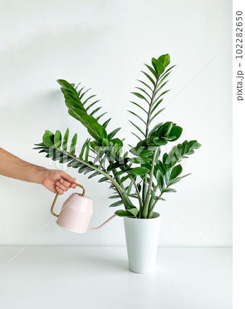Cropped shot of male hand watering home plant in flower pot with pink watering 102282650