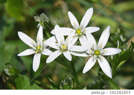 春に咲くオオアマナの白い花 102282855