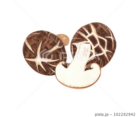 Watercolor Shiitake mushroom. Hand-drawn illustration isolated on white background. Perfect concept for healthy chinese medicine popular superfood, design packing. Watercolor Shiitake mushroom. Hand-drawn illustration isolated on white background. Perfect concept for healthy chinese medicine popular superfood, design packing. 102282942