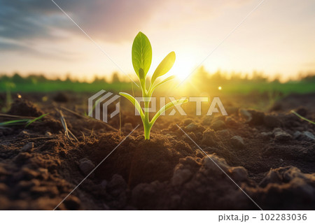 新芽 若木 朝日 希望 エコロジー 農業 新芽 若木 朝日 希望 エコロジー 農業 102283036