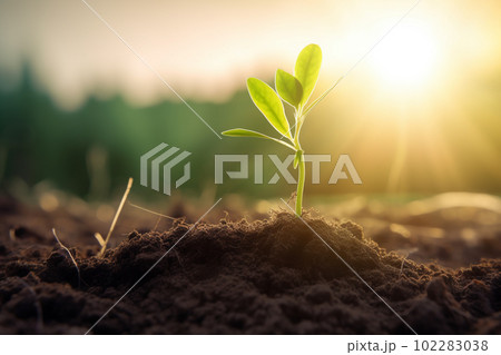 新芽 若木 朝日 希望 エコロジー 農業 102283038