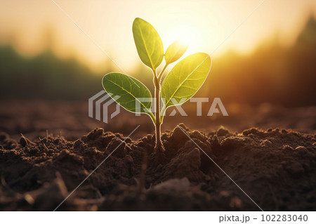 新芽 若木 朝日 希望 エコロジー 農業 新芽 若木 朝日 希望 エコロジー 農業 102283040